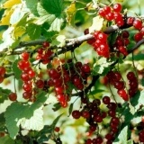 Ribizla crvena tatjana: opis sorte, fotografija, recenzije